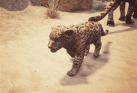Conan exiles greater jaguar - 19028 Description Smaller, cuter and significantly less dangerous than its parents, this immature animal can be placed in an animal pen and given various types of fodder to make it grow. With good food and a little luck, it will grow to be a loyal companion or fierce guardian. Or a quick meal. If worst comes to worst. Uses See Also Pets Categories